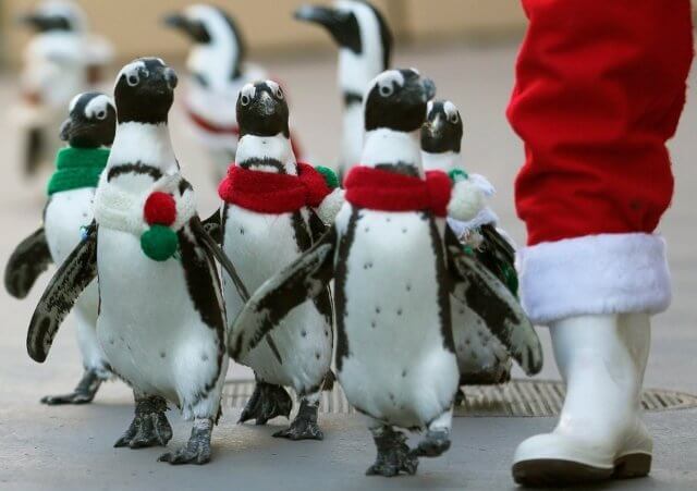 Penguins clad in Christmas-themed outfits walk next to staff dressed as Santa Claus at Hakkeijima Sea Paradise in Yokohama, south of Tokyo November 27, 2012 (Credit: Reuters/Yuriko Nakao)