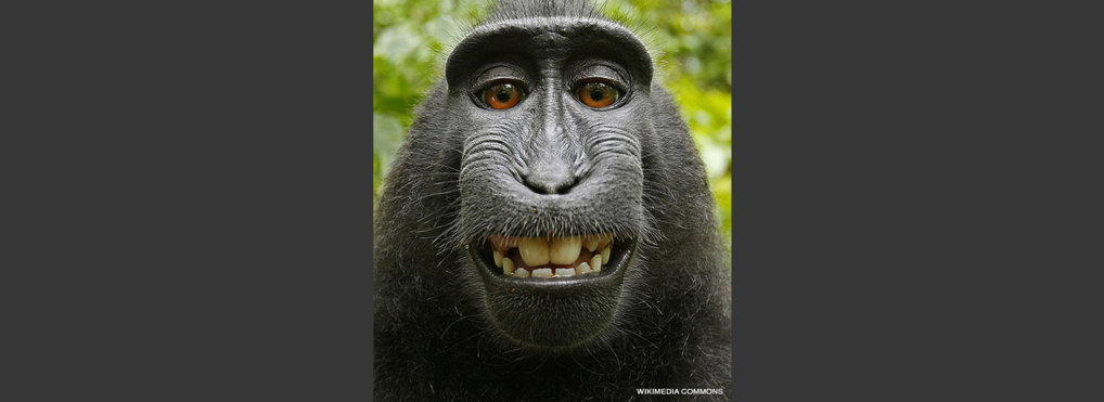 Monkey takes selfie and makes legal history