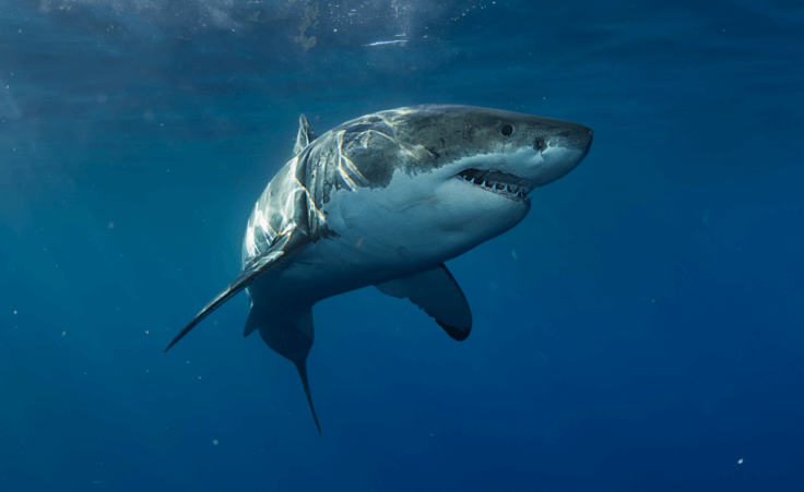 Great white shark in ocean. By willyam/stock.adobe.com. Shark attack.