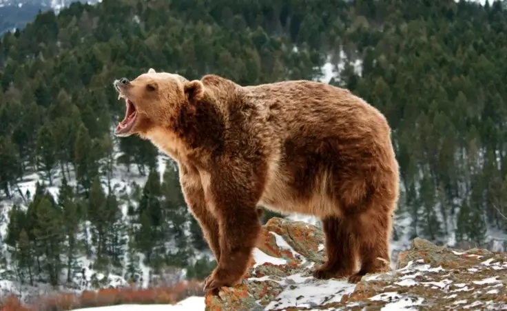 Grizzly bear in the mountains. By seread/stock.adobe.com. Woman survived a grizzly bear attack; meaning in life