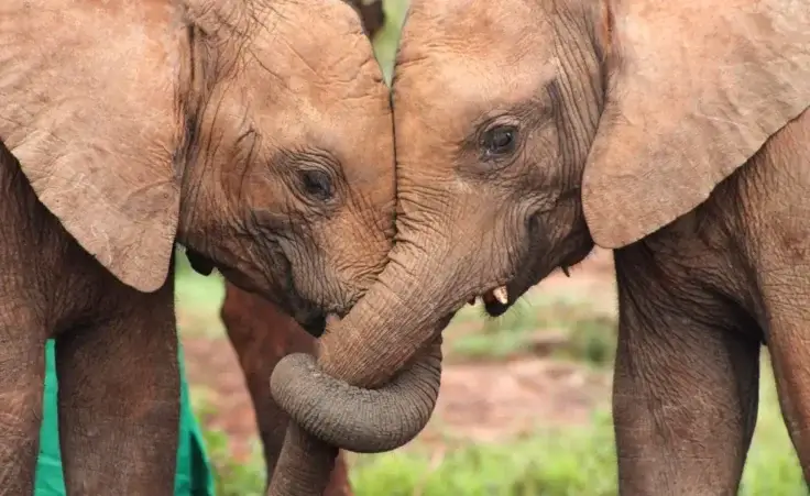 Close-up of two baby elephant with their trunks entwined in a display of friendship and affection. (Loxodonta africana) By maria t hoffman/stock.adobe.com