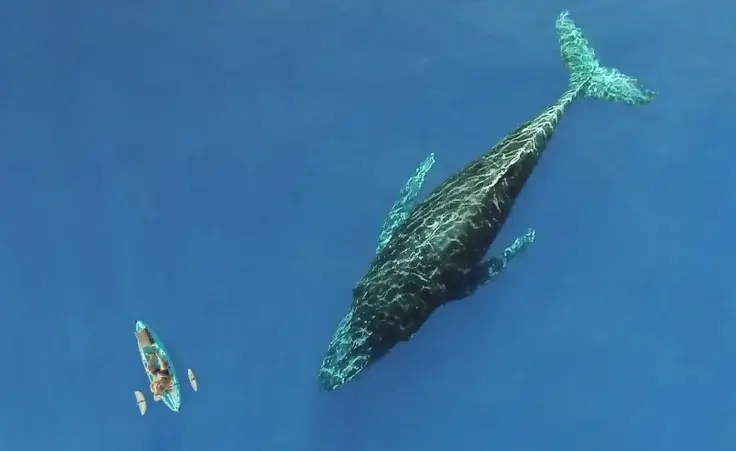 Kayaker next to a whale. By RandyJay/stock.adobe.com